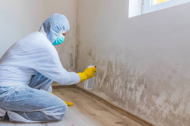 Licensed Attic Mold Removal service in Farmersville, TX - WQB Mold Removal