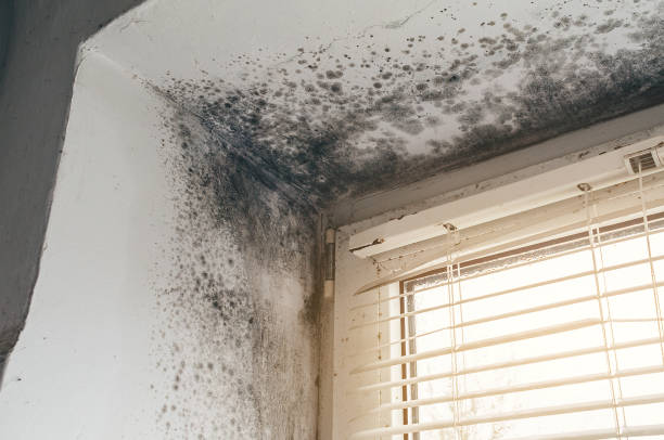 Affordable Attic Mold Removal solutions in Farmersville, TX