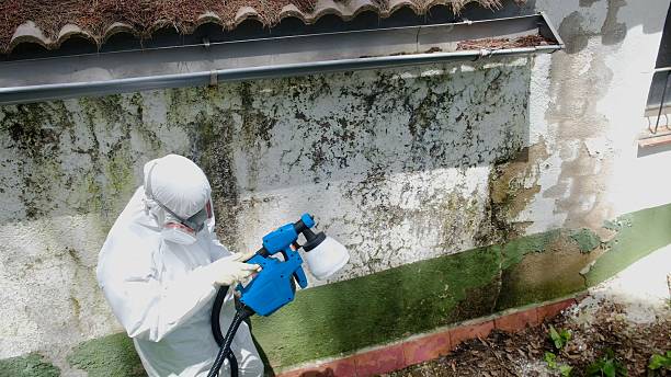 Top rated local Attic Mold Removal specialists in Farmersville, TX